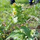 Image of Scrophularia galilaea Eig