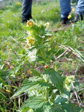 Image of Scrophularia galilaea Eig