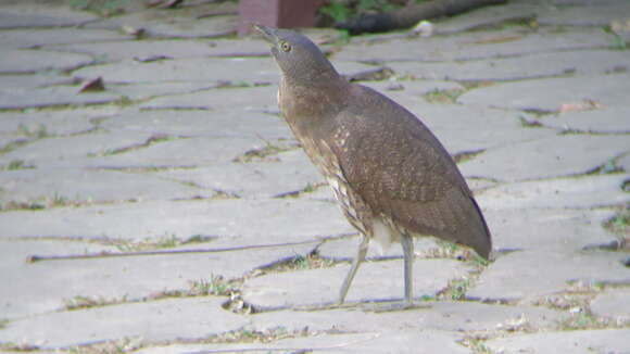 Image of Japanese Night Heron