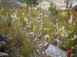 Image of Erica denticulata var. denticulata