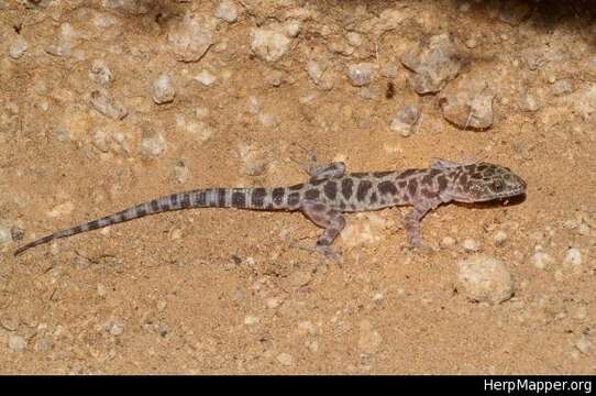 Image of Granite Night Lizard