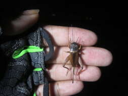 Image of Variable Field Cricket