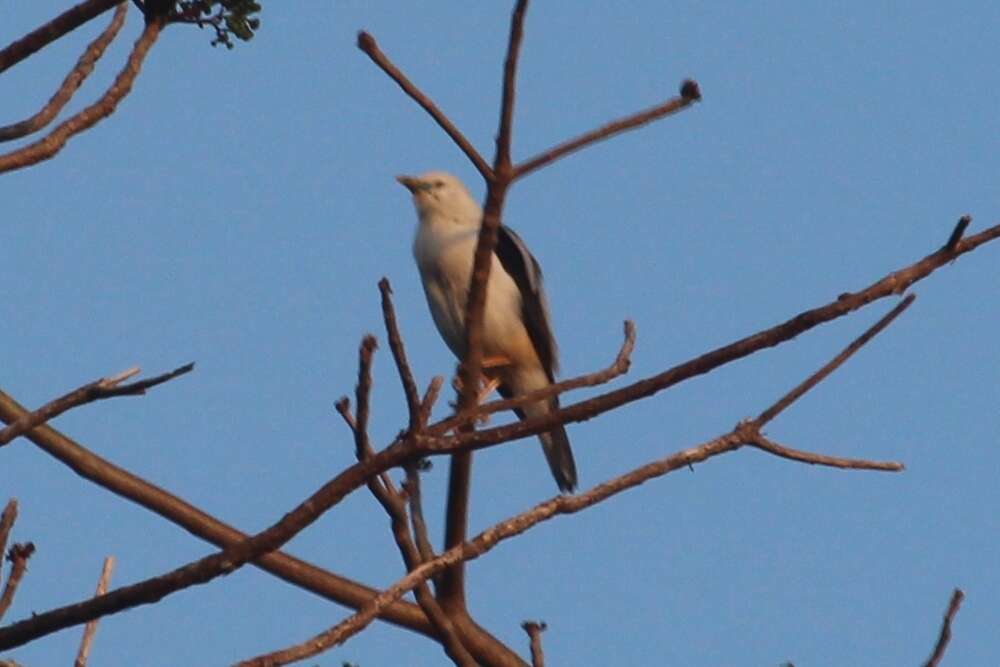 Image of White-headed Starling