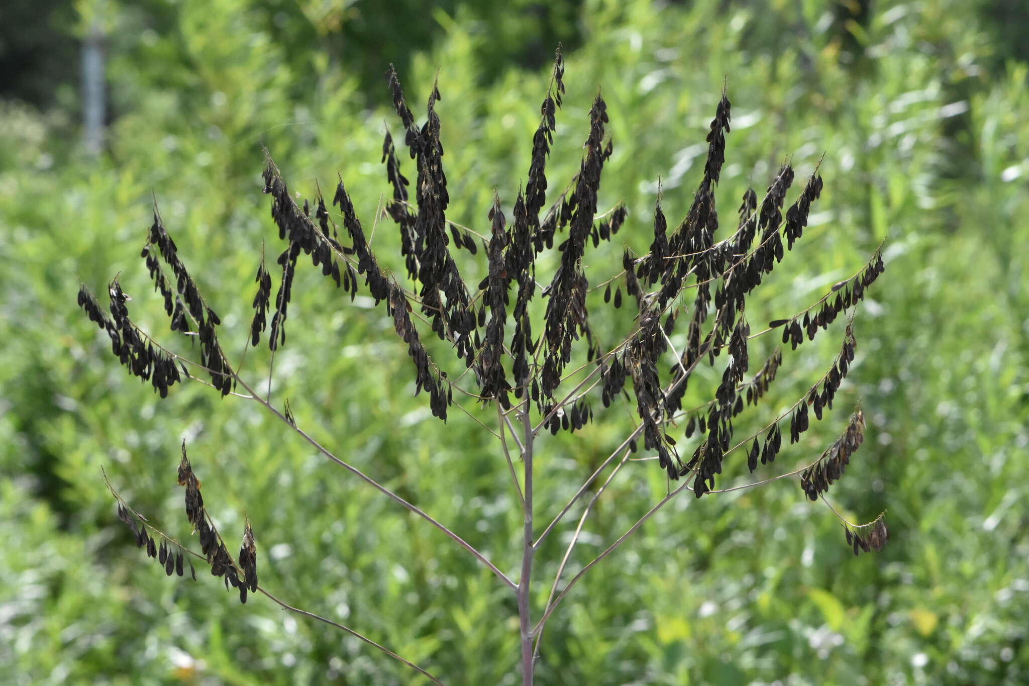 Image of Isatis costata C. A. Mey.