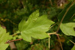 Image of <i>Eriophyes torminalis</i> Nalepa 1926