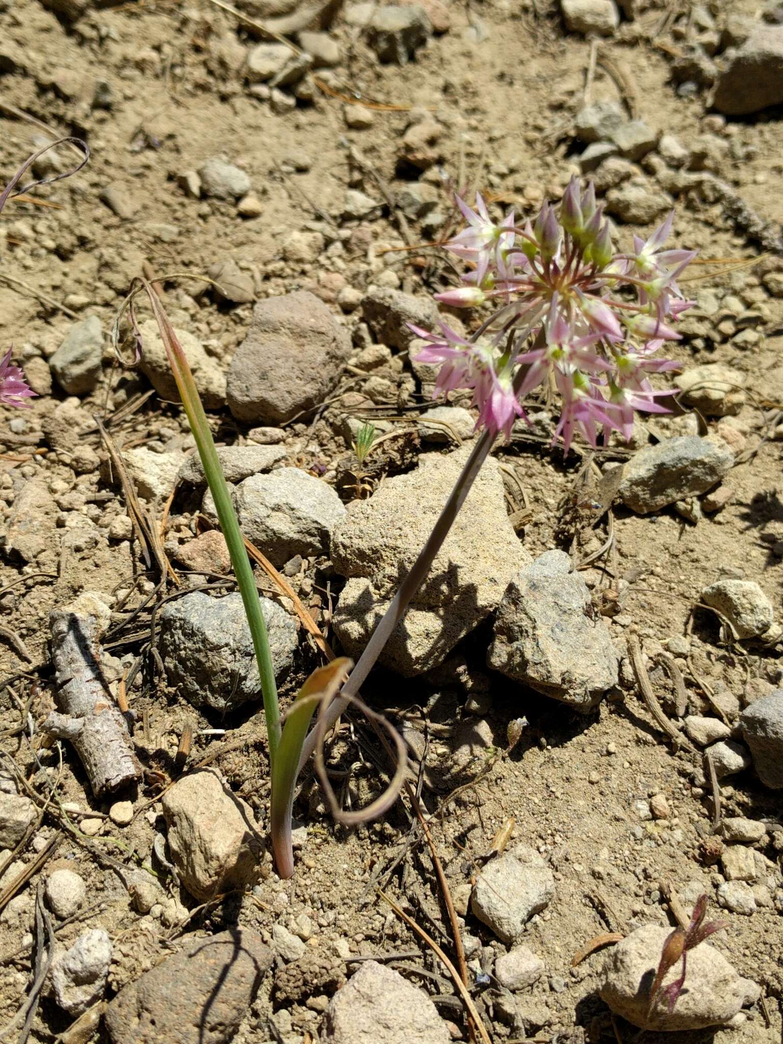 Image of dusky onion