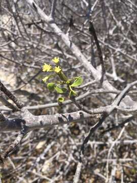 Image of Marsdenia cordifolia Choux