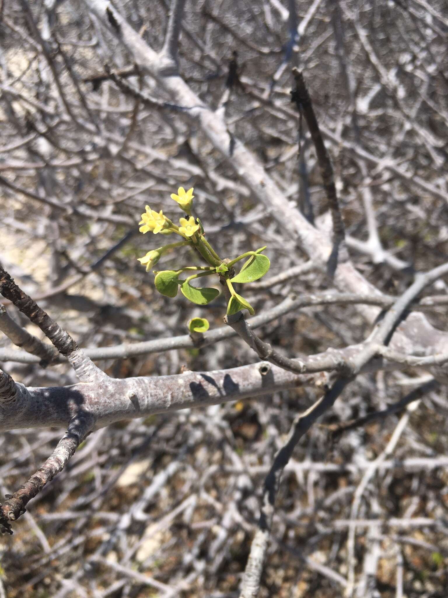 Sivun Marsdenia cordifolia Choux kuva