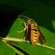 Image of Eastern Yellowjacket