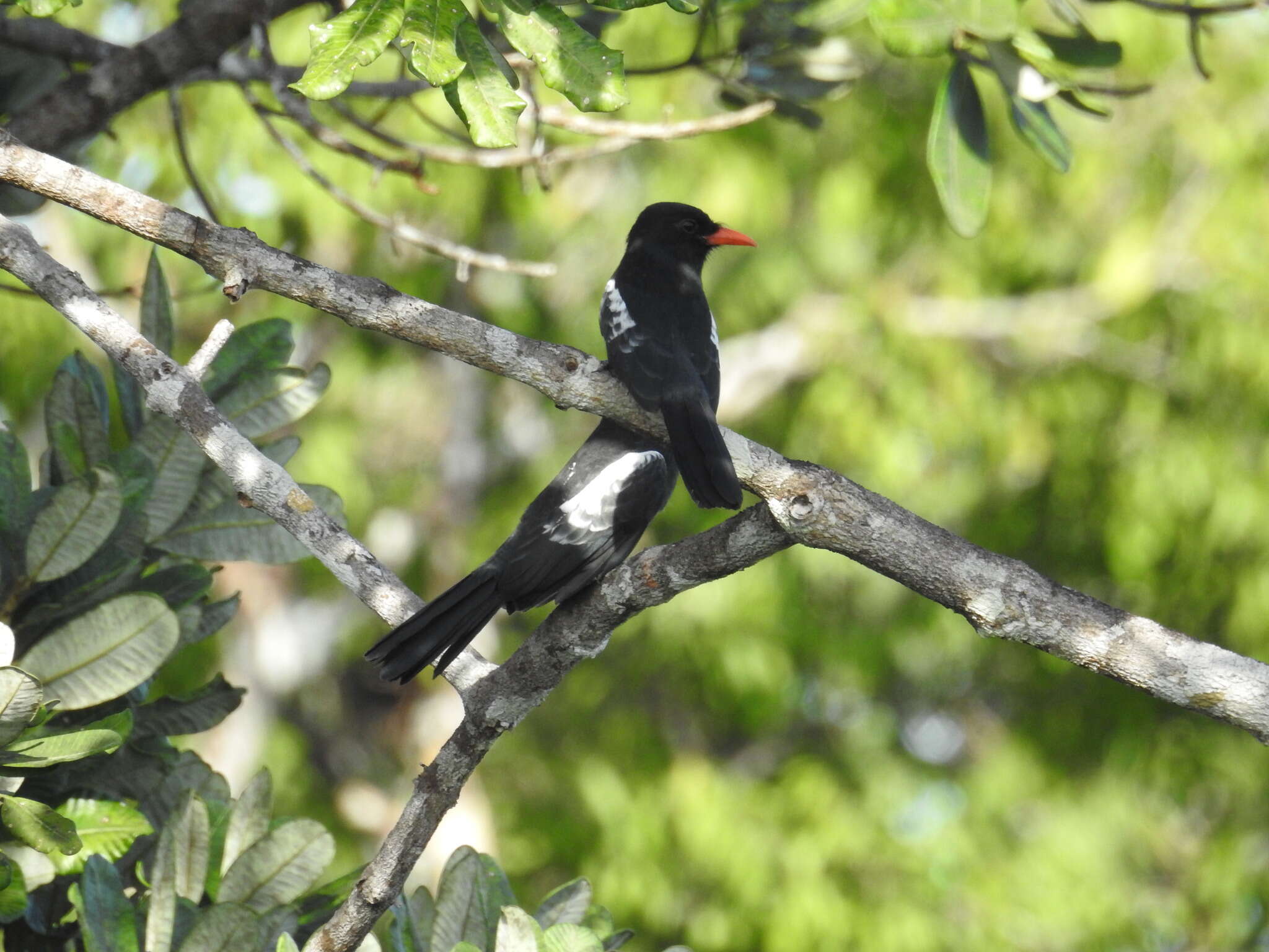 Image of Black Nunbird