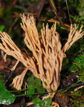 Phaeoclavulina flaccida (Fr.) Giachini 2011 resmi