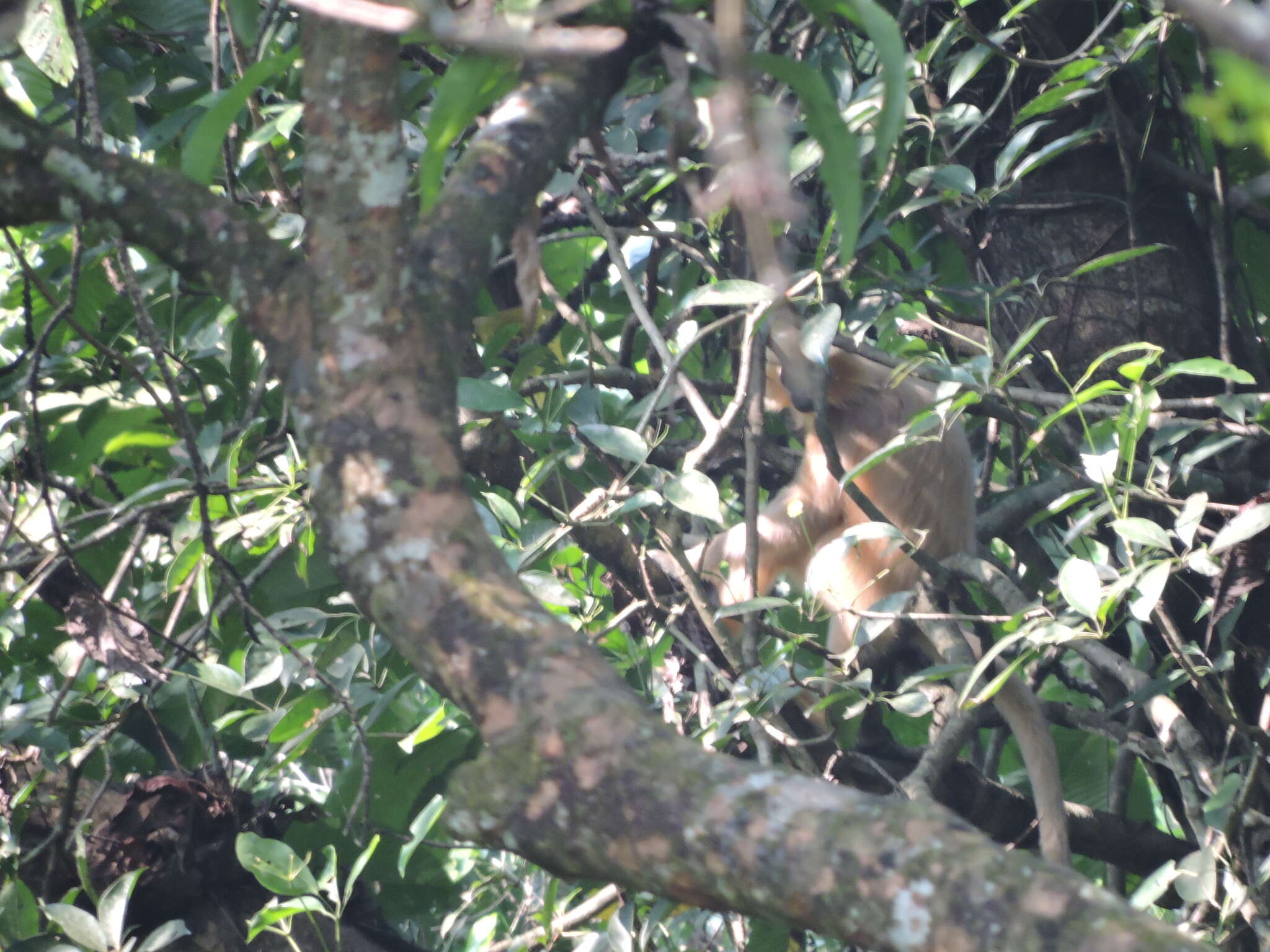 Image of Gee's Golden Langur