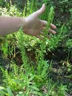 Image of Canyon Bog Orchid