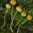 Image of Conocybe siennophylla (Berk. & Broome) Singer ex Chiari & Papetti 2016