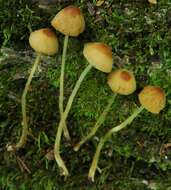 Conocybe siennophylla (Berk. & Broome) Singer ex Chiari & Papetti 2016 resmi