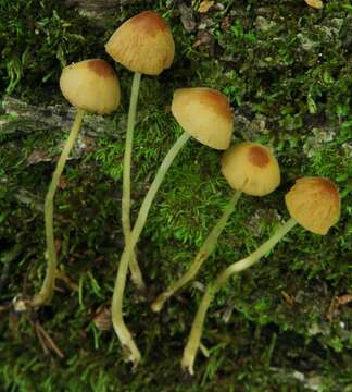 Image of Conocybe siennophylla (Berk. & Broome) Singer ex Chiari & Papetti 2016