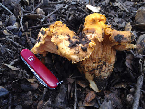 Image of Cantharellus californicus D. Arora & Dunham 2008