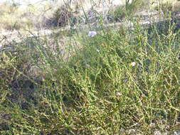 Image of Eremophila gibbifolia (F. Muell.) F. Muell.