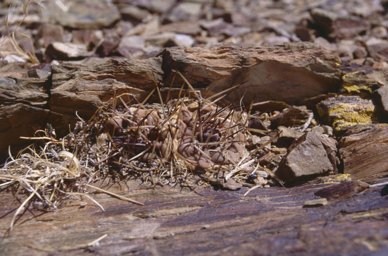 Image of Rebutia neumanniana (Werderm.) D. R. Hunt