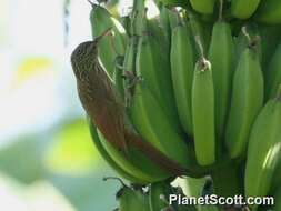 Image of Ivory-billed Woodcreeper