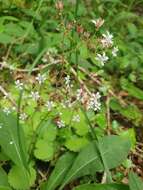 Imagem de Saxifraga hirsuta L.