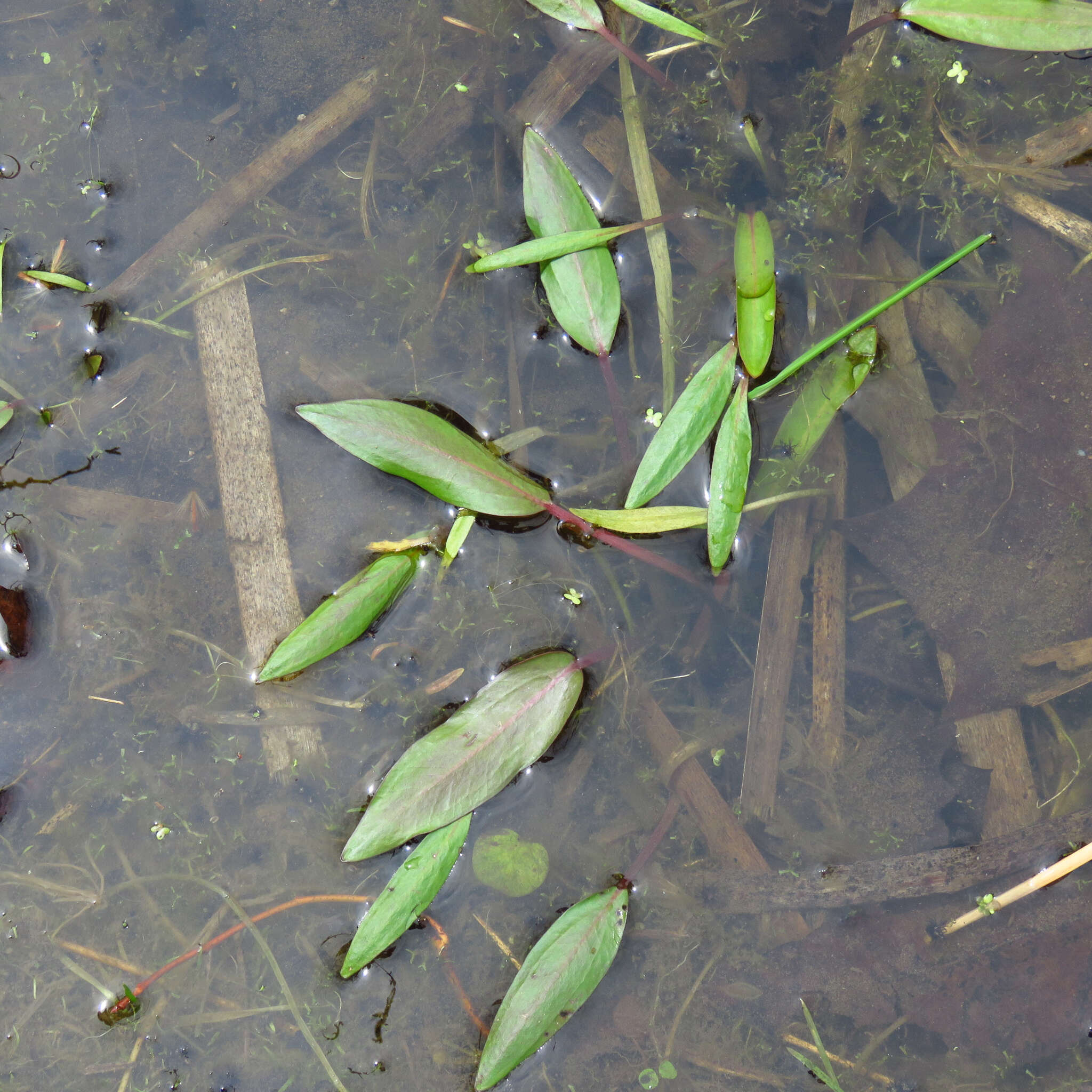 Image of Crystalwort