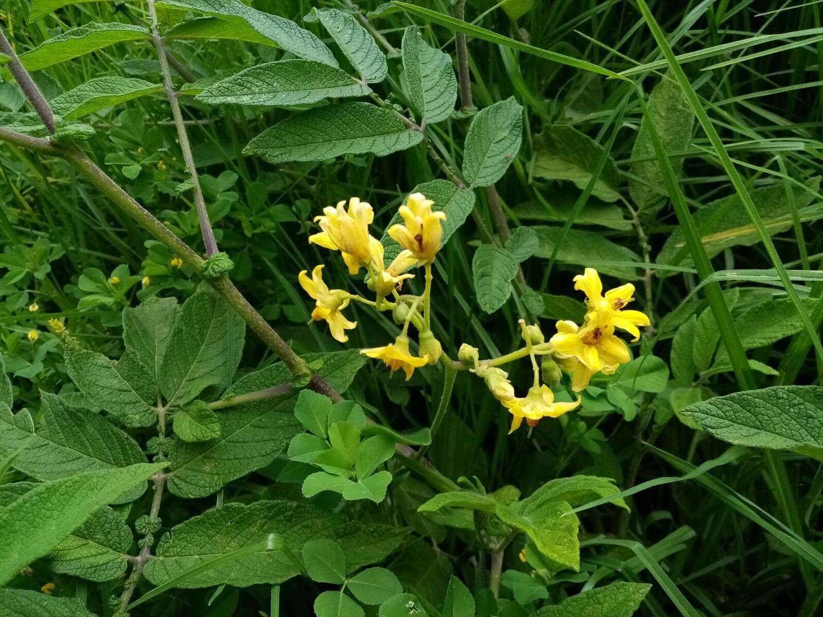 Solanum ochranthum Humb. & Bonpl. ex Dun.的圖片