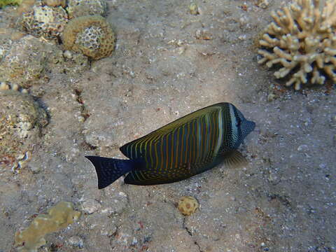 Image of Desjardin's Sailfin Tang