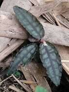 Image of Ardisia violacea (T. Suzuki) W. Z. Fang & K. Yao