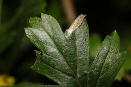 Image of Parornix anglicella (Stainton 1850)