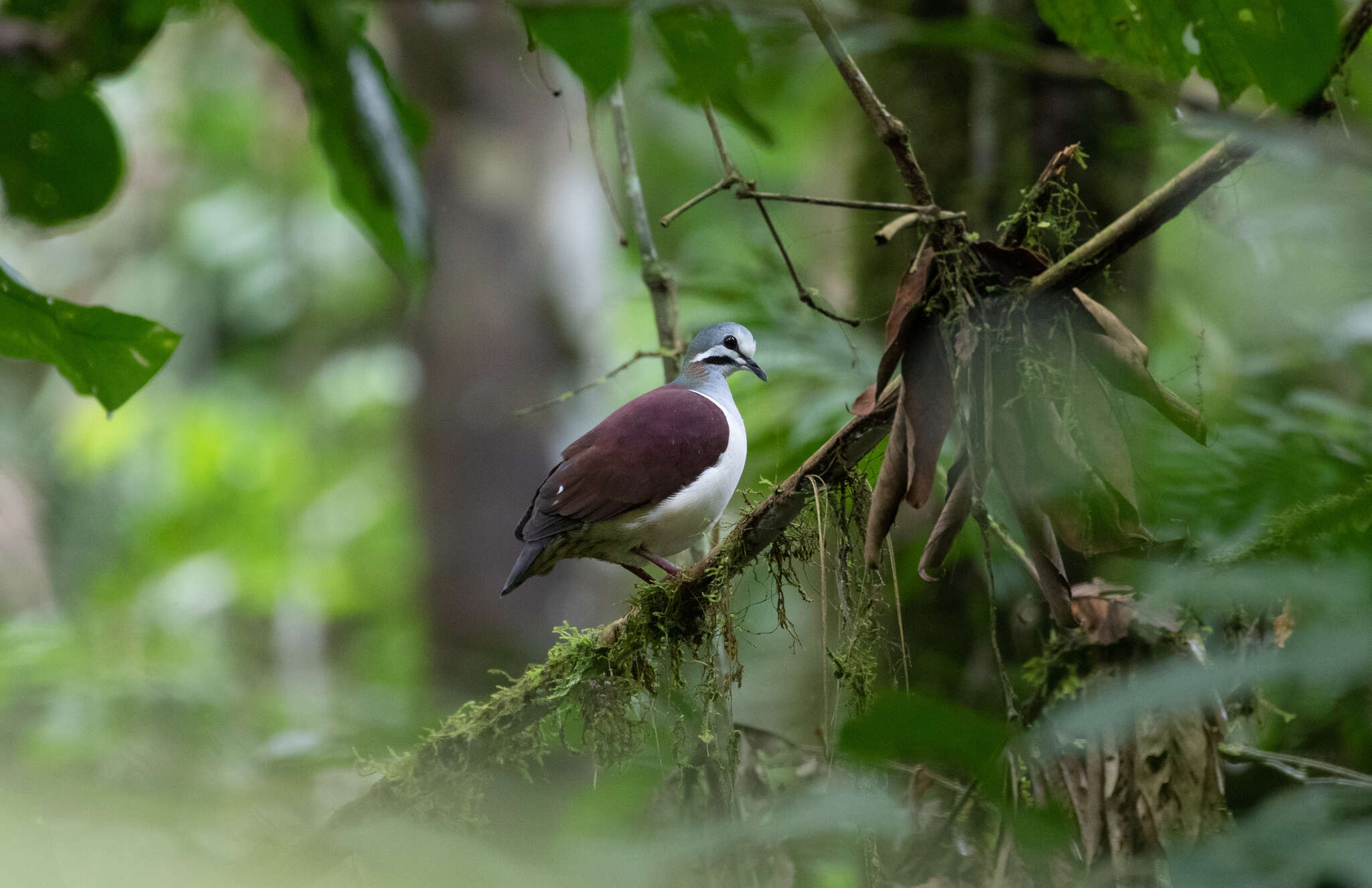 Image of Saphire Quail Dove