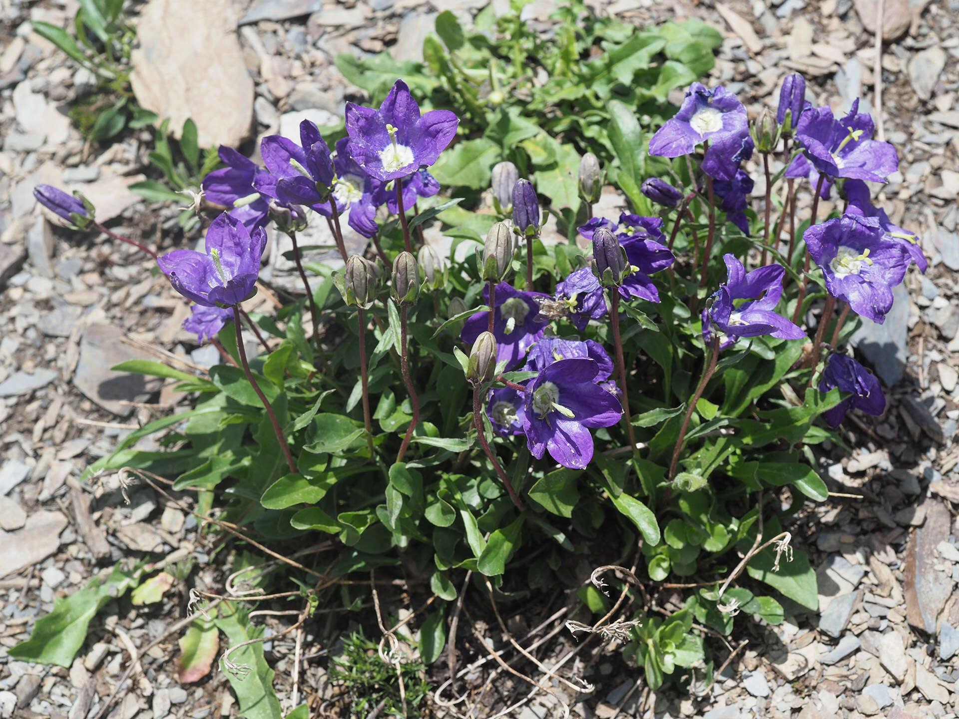 Image of Campanula saxifraga subsp. aucheri (A. DC.) Ogan.