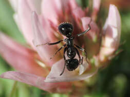 Image of Formica gagates Latreille 1798