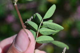 Image de Indigofera pseudotinctoria Matsum.