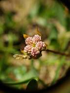 Image of Douglas' meadowfoam