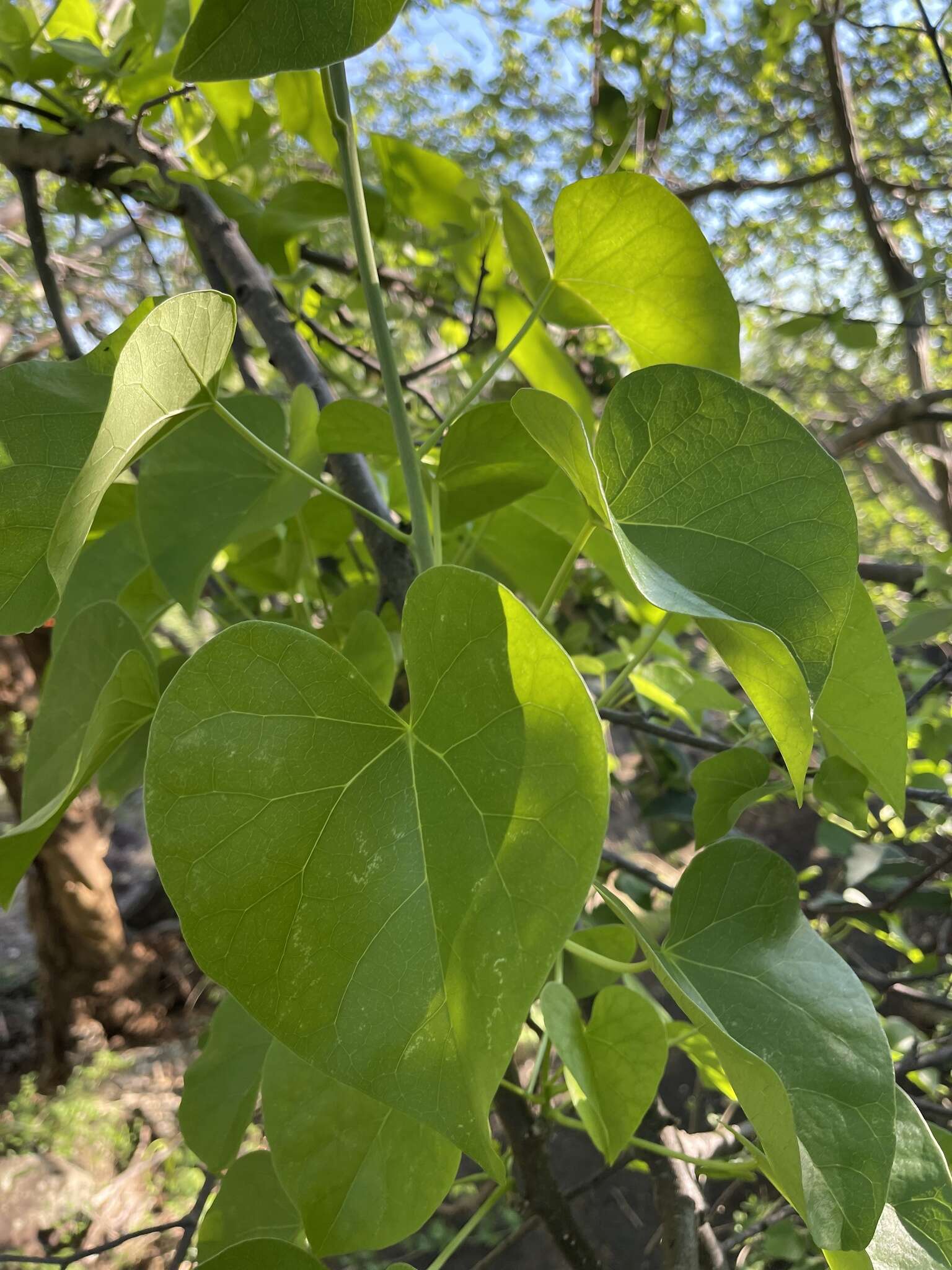 Image of Tinospora fragosa (Verdoorn) Verdoorn & Troupin