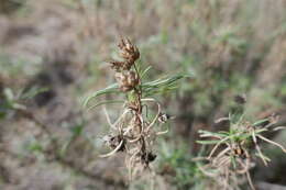 Image of Shrubby Plantain