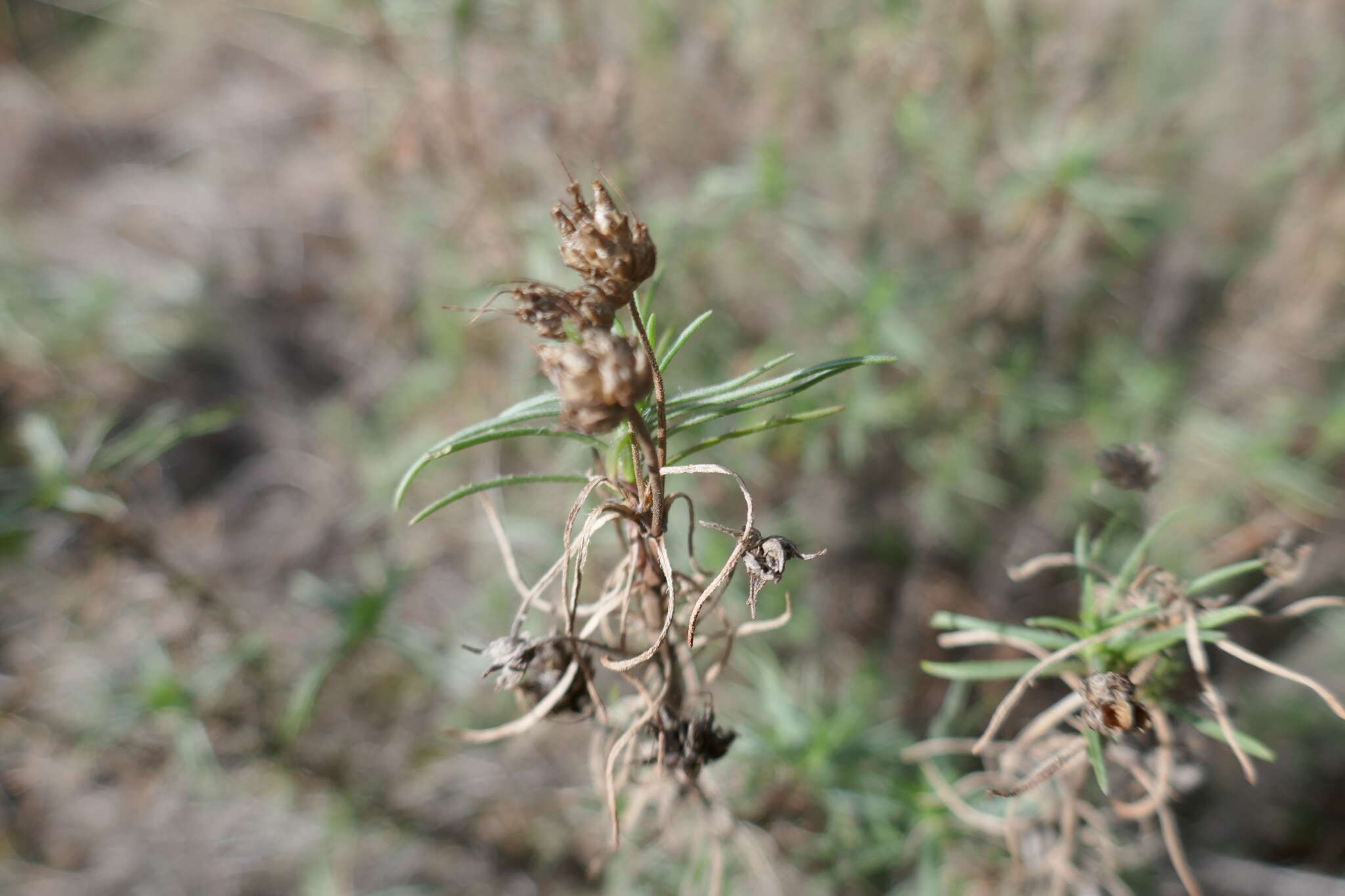 Plantago sempervirens Crantz resmi