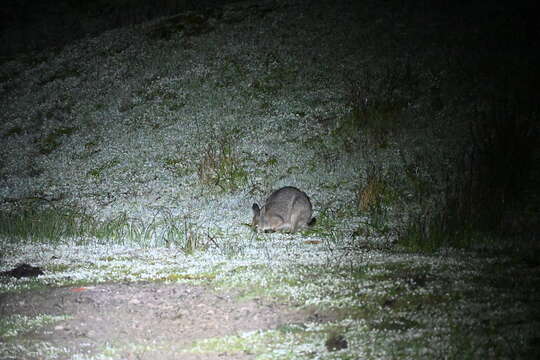 Sivun Macropus subgen. Notamacropus Dawson & Flannery 1985 kuva