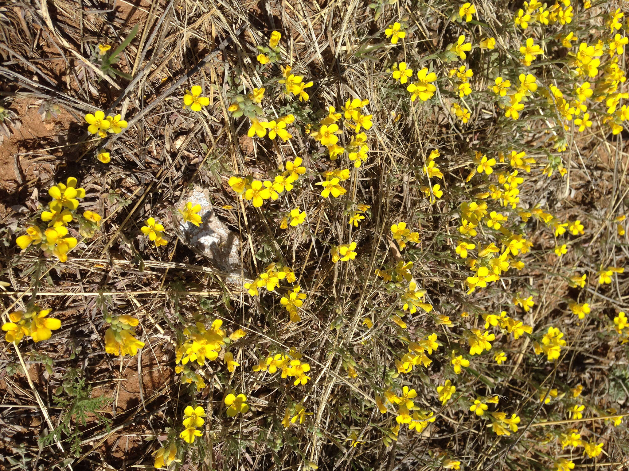 Image of Gordon's bladderpod