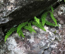 Image of smooth woodsia