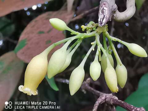 Image of Adenia macrophylla (Bl.) Koord.