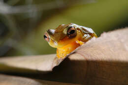 Image of Dendropsophus elegans (Wied-Neuwied 1824)