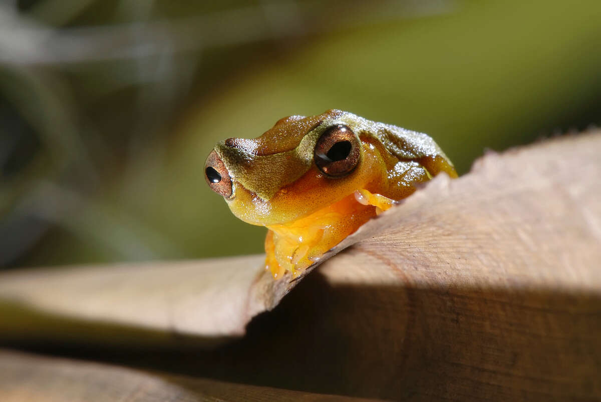 Imagem de Dendropsophus elegans (Wied-Neuwied 1824)