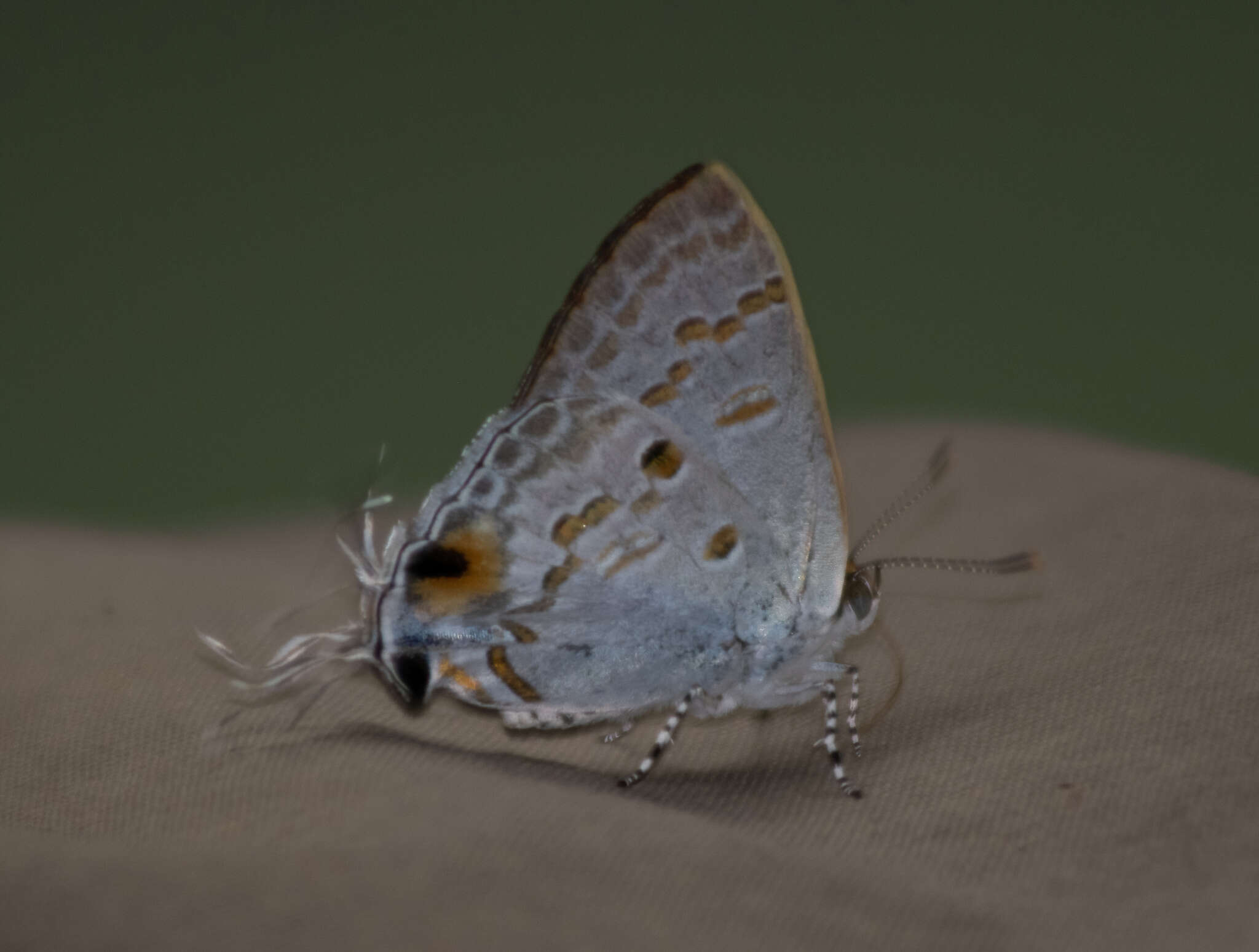 Image of Hypolycaena sipylus Felder 1860