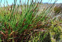 Image of Platycaulos major (Mast.) H. P. Linder