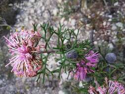 Imagem de Isopogon formosus subsp. formosus