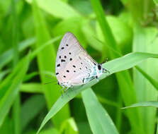 Image of Pseudolycaena marsyas (Linnaeus 1758)