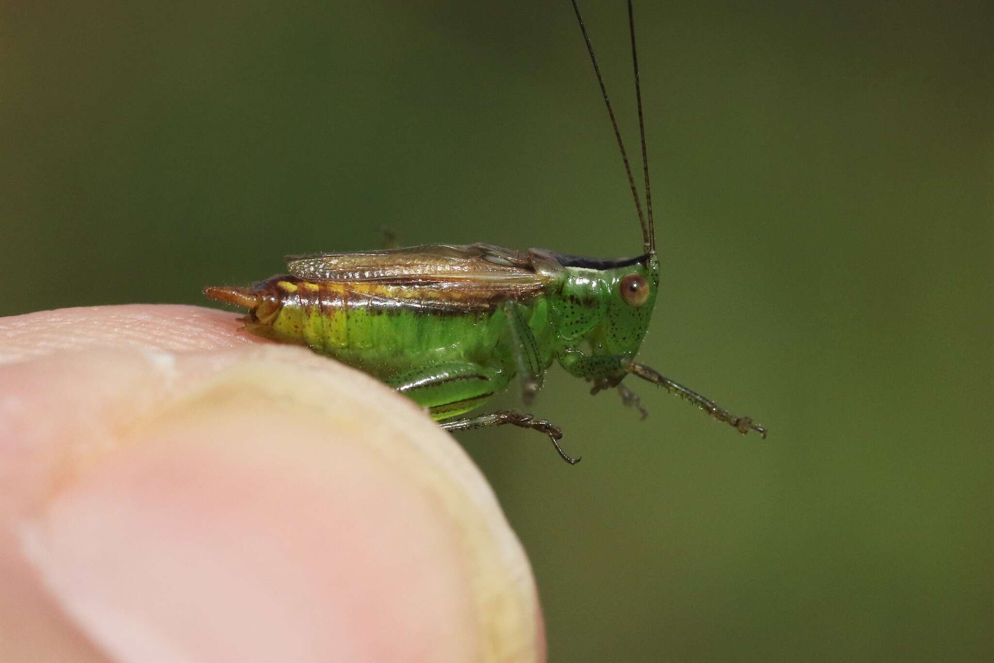 Conocephalus (Conocephalus) brevipennis (Scudder & S. H. 1862)的圖片