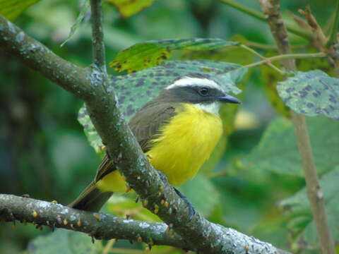 Image of Rusty-margined Flycatcher